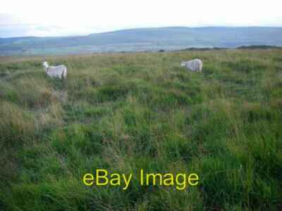 Photo 6x4 Two sheep on a moor Hirwaun/SN9505 The accessible part of this c2008