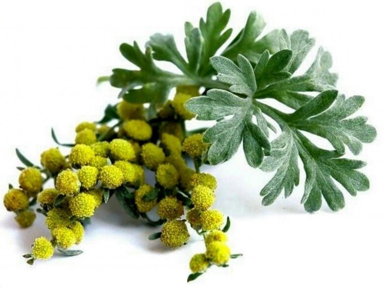 Beifuß "einjähriger" Kapseln (artemisia annua )