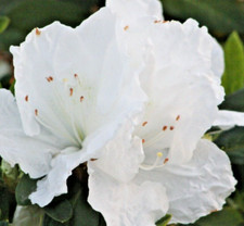 Rhododendron Azalea Snow White 1 Live 6" Flower Plant Bush