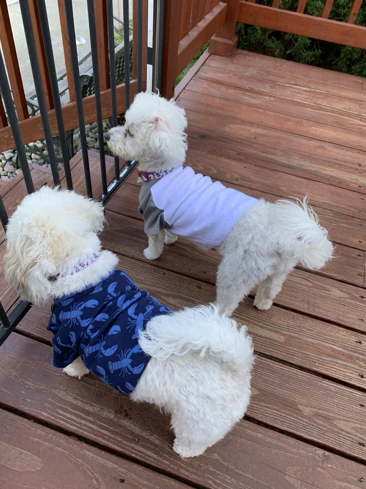 Designer Dog Short Sleeve T Shirt - Image 2 of 4