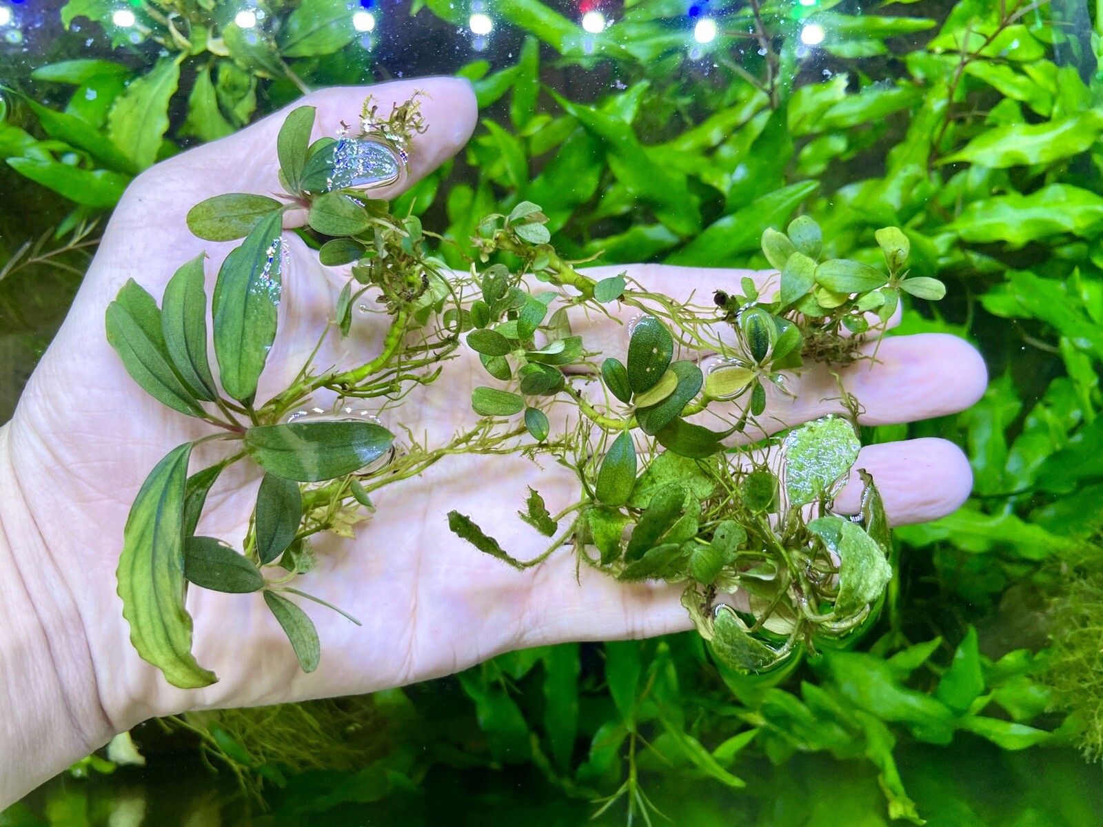 bucephalandra aquarium plant