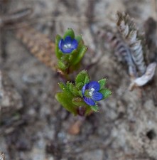 WIOSNY - HONOROWA NAGRODA - VERONICA VERNA 50+ NASION E 452