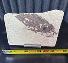 Possible Phareodus Fossil Fish Green River Formation Wyoming w/ Quarry Docs — photo 1
