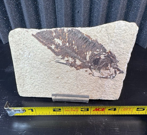 Possible Phareodus Fossil Fish Green River Formation Wyoming w/ Quarry Docs