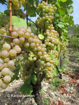 Vitis 'Riesling Weiß' Weinrebe winterharte Pflanze 30-50cm Weinstock Trauben