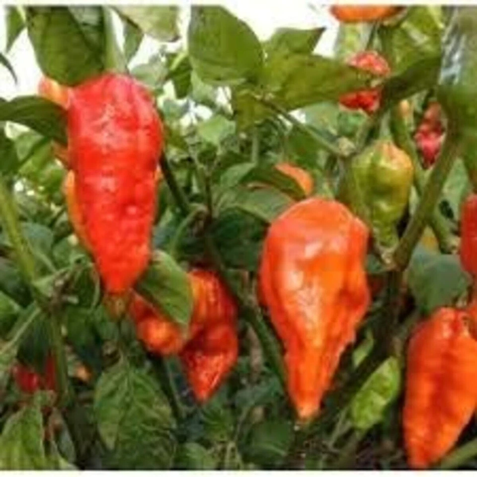 Mr Naga Very Hot Pepper Pickle Naga HOT Chilli Pepper Pickle 190g Jar FREE P&P - Image 3 of 4