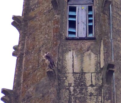 Photo 12x8 Norwich - Cathedral spire - Peregrine falcon Although hardly a  c2021