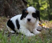 Cavoodle Puppies In Central Coast Nsw Region Nsw Dogs Puppies Gumtree Australia Free Local Classifieds