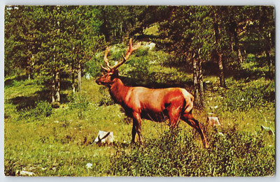 Bull Elk Wapiti Game Animal Forest Wildlife Scene Antlers Postcard