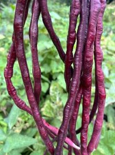 Vigna unguiculata PURPLE MART ASIAN YARD LONG BEAN - 20 SEEDS 