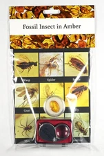 GENUINE Fossil Insect Inclusion in Baltic amber kit - Includes Magnifier and COA