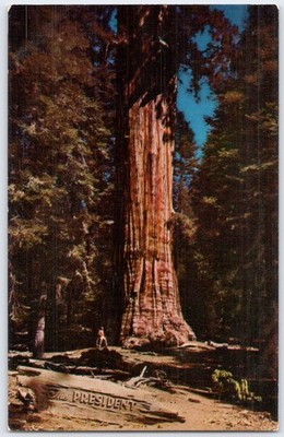 Vintage Sequoia National Park President Tree Postcard by Kroker Co.