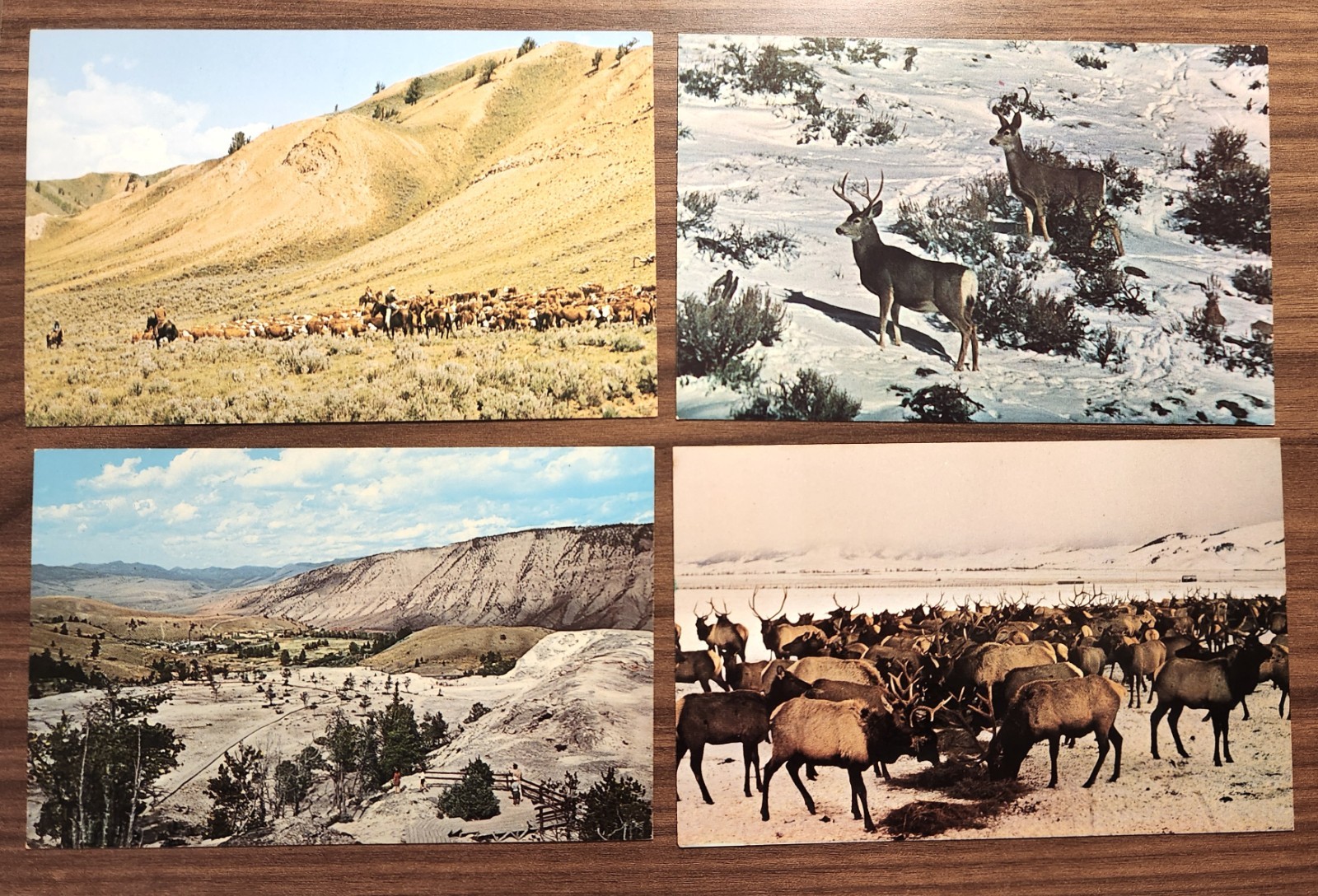 LOT 4 VTG PC POST CARDS~WY YELLOWSTONE~JACKSON HOLE~MULE DEER~ELK ...