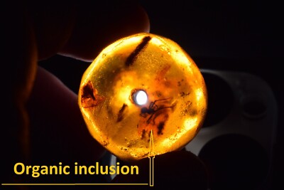 NATURAL BALTIC AMBER FACETED HONEY Stone inclusion Fossil Insect bead DINOSAUR