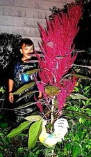 Red Blaze Amaranth!  HEIRLOOM 5-6 FT TALL - COMB. S/H SEE OUR STORE!