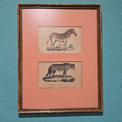 Antique Hand Colored Print By Harrison Cluse & Co. Female Zebra & Wolf