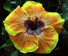 JAYELLA Tropical Hibiscus -- Plant in 4.5" pot — photo 1