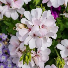 2 x Geranium Trailing Ivy Leaf ‘Blanche Roche’– Summer Plants in 10.5cm Pots