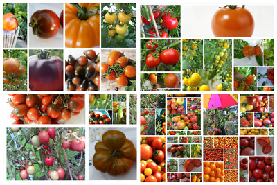 62 Tomaten aus aller Welt '' Buchstabe S-W ''  einzeln zum auswählen je 10-18 Korn