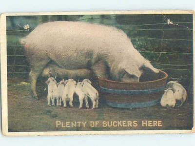 Pre-Chrome Pig And Piglets On Farm Animal Pig AH6453 | eBay