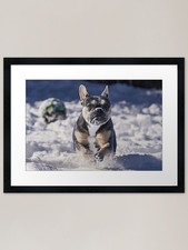 frenchie In Snow Framed Art Print Framed Wall Art Poster Canvas Print Picture