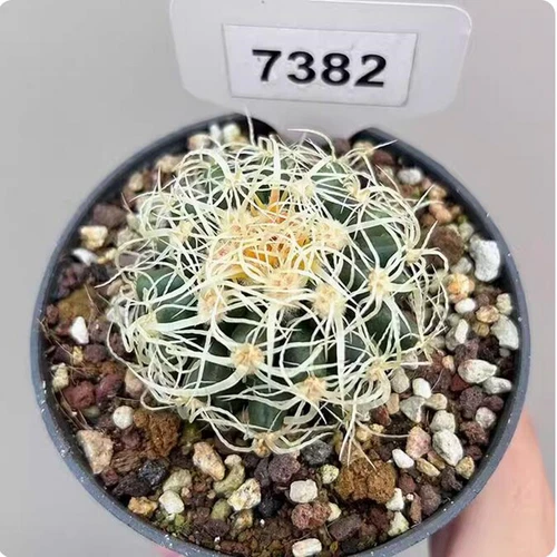 Cereus Pitajaya DC. Cactus Succulent Plant Garden beautiful Living Plant 4-7cm - Bild 4 von 7