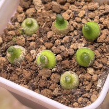 Exact Plant，7pcs Rare Conophytum Achabense SB1600