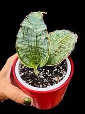 Sansevieria   Kirkii SILVER BLUE    Rare Snake Plant Succulent, Live Plant