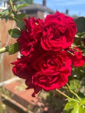 Red climbing rose plant