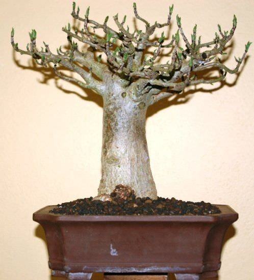 バオバブ　Adansonia digitata Adansonia digitata ( Baobab )