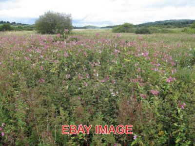 FOTO LOCHWINNOCH HIMALAYA-BALSAM SCHEINT SICH IN DIESEN FEUCHTGEBIETEN DURCHGESETZT ZU HABEN.