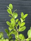 Green Beauty Boxwood — photo 3