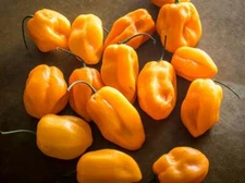 25 JAMAICAN YELLOW HABANERO PEPPER SEEDS ~ heirloomseedguy ~ 2026 ~ NON-GMO