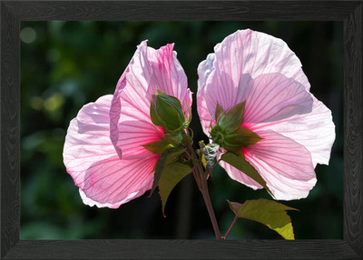 rosa Hibiskus in Blüte in gerahmtem Wandbild Poster Leinwanddruck Bild