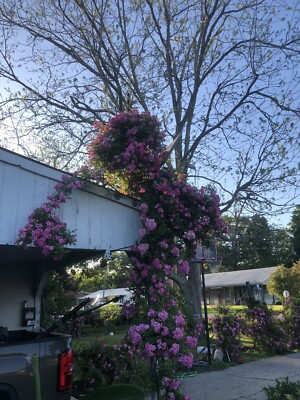 #ad Peggy Martin 2 3ft 1 Gallon amp; Growing Hurricane Katrina®️ose Live Rose‼️ $44.79