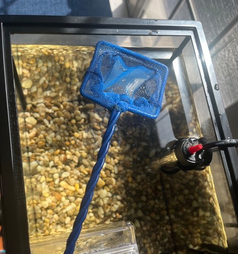 Aquarium + Heater + Filter + Fry Box. - Picture 7 of 9