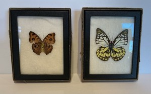 Vintage Set 2 Genuine Butterflies Preserved Under Glass In Vintage Riker Mounts