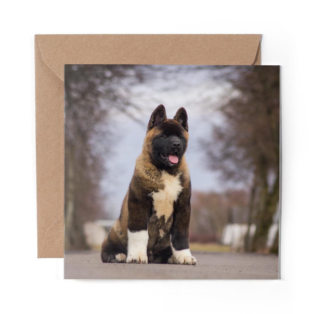 x Blank Greeting Card Large American Akita Puppy Dog #15711