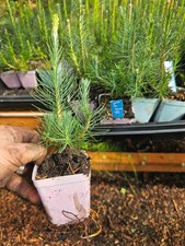 4-pack SMALL live LODGEPOLE PINE TREE sapling evergreen conifer in 3" pot
