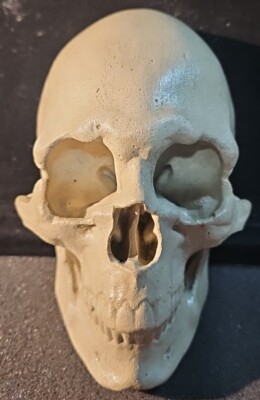 Concrete Human Skull Tile Closest To Real On Ebay 8x5'' 3lb 11oz