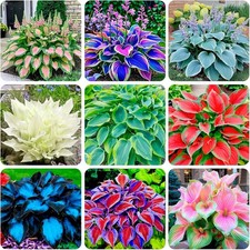 310 Mixed Color Hosta Seeds for Planting - Hostas Seeds Rare Perennial, Flower
