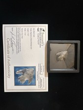 Authentic Arrowhead Artifact Native American Indian