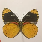Dried Insect/Butterfly/Moth Non set B2078 Rare Delias splendida