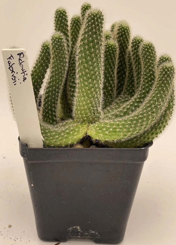 Rebutia Fabrisii Cactus 3.5 Inch Pot Beautiful Masses Of Orange Flowers! - Image 2 of 4