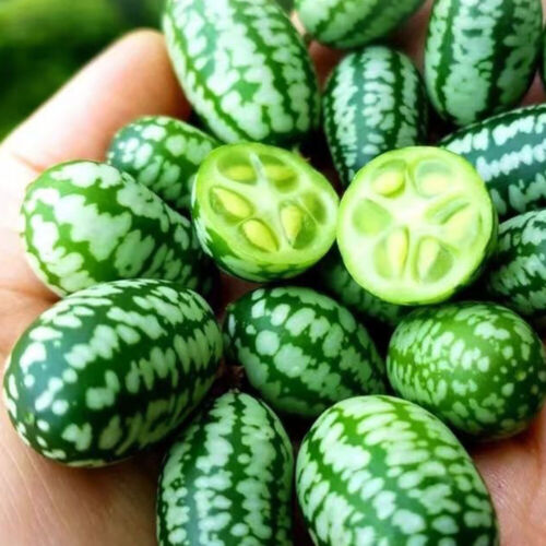 50 Stück Mini-Wassermelone Bio-Wassermelonensamen Mini-Gemüsesamen Sk : - Bild 3 von 12