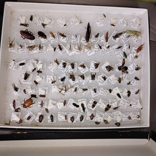 Real Entomology Insects Mixed Specimens Beetles Bugs Etc