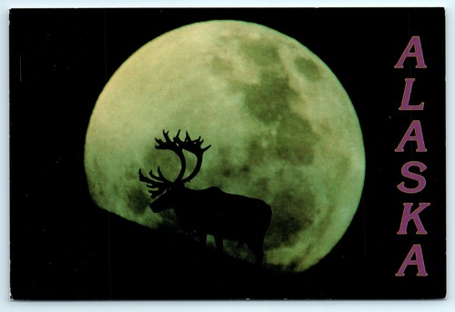 Alaskan Caribou At Night Silhouette Against A Full Moon AK Postcard - Picture 2 of 4