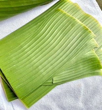 FRESH BANANA LEAVES ORGANIC 2 POUNDS