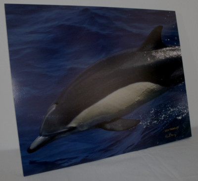 Dolphin Bow Riding ''Sea Traveler'' 16'' x 20''  Mounted Wildlife Photo by Kim Barry