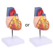 Disassembled Anatomical Human Heart Model Anatomy Medical Teaching Tool
